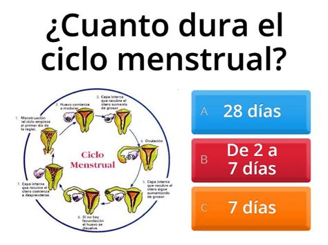 El Aparato Reproductor Femenino Test Quiz