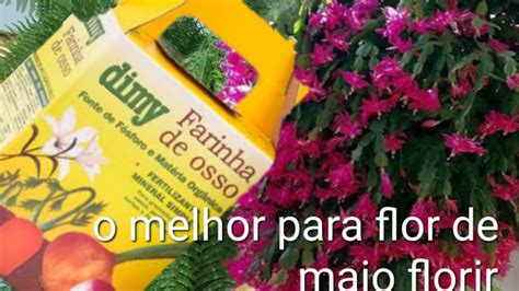 O Melhor Adubo Para Flor De Maio Florir Muito R Pido Youtube