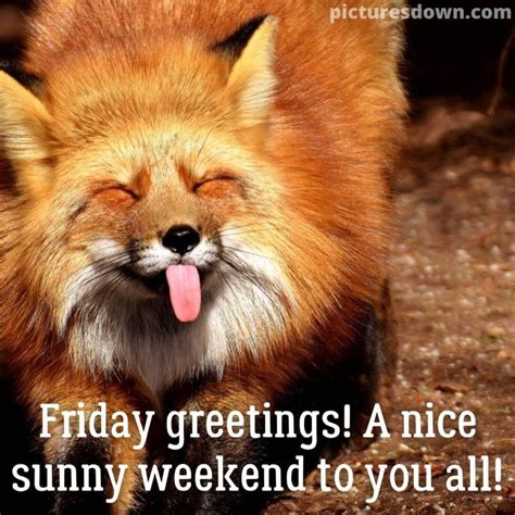 Good Morning Friday Funny Image Fox Picturesdown