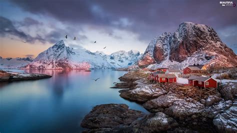 Mountains Norway Houses Birds Reine Village Lofoten Beautiful