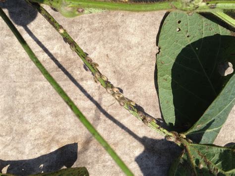 Nc Small Fruit And Specialty Crop Ipm Kudzu Bugs On Caneberries