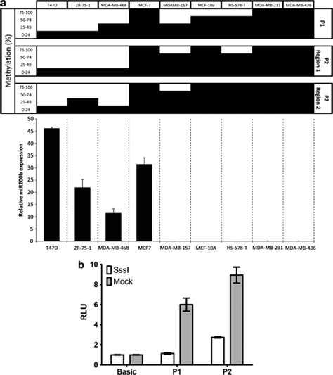 Dna Methylation Represses Mir B P And P Activity In Breast Cancer