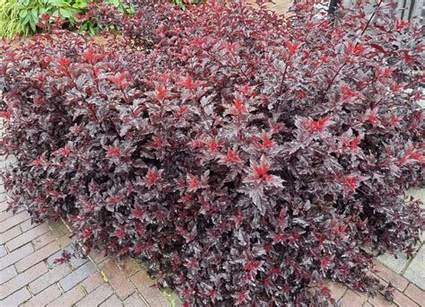 Purperklokje Heuchera Micrantha Palace Purple Plant Wit