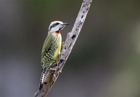 Birding Tours Of Cuba In 2019 From Birdscaribbean Birdscaribbean