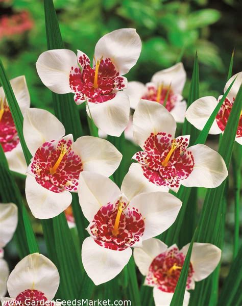 Tigridia Tiger Flower White 10 Bulbs Garden Seeds Market Free