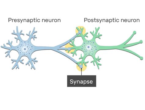 General Structure Of A Neuron Synapse