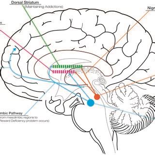 Dopaminergic pathways and the role of dopamine in reward, compulsive ...