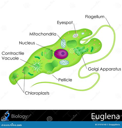 Label Diagram Of Euglena Anatomy Of Euglena Stock Vector Il