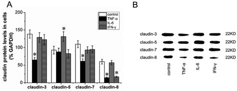 Effects Of Cytokines On Claudins Expression In Ht B Colonic Cells