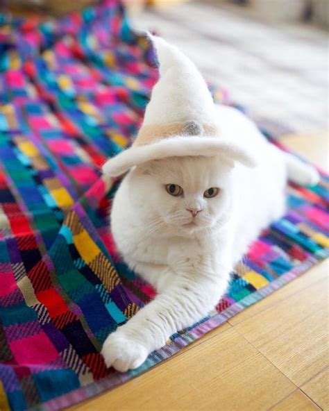 This Japanese Artist Creates Hats For Cats Made From Their Own Hair