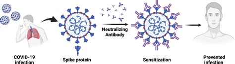 Mechanism of neutralizing antibodies. | Download Scientific Diagram