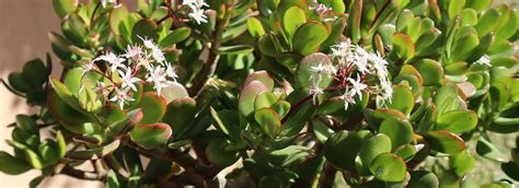 Crassula Variétés Plantation Et Entretien Truffaut