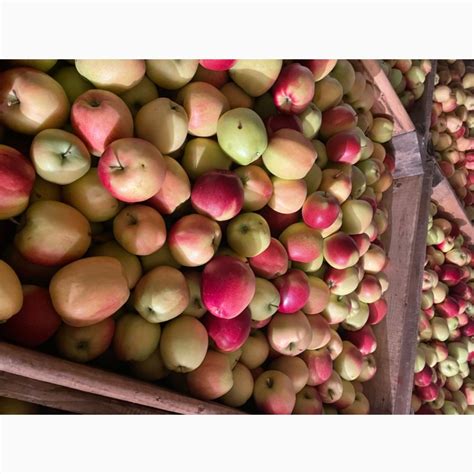 Продам яблука хорошої якості — Agrotorg