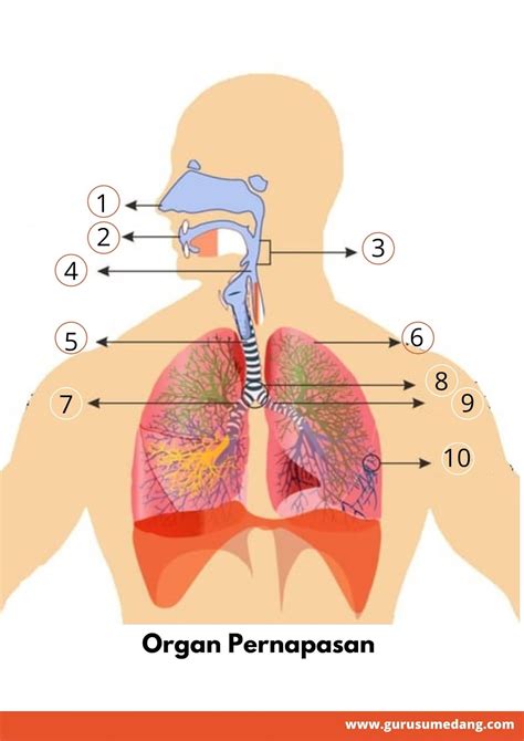 Lkpd Organ Organ Pernapasan Guru Sumedang