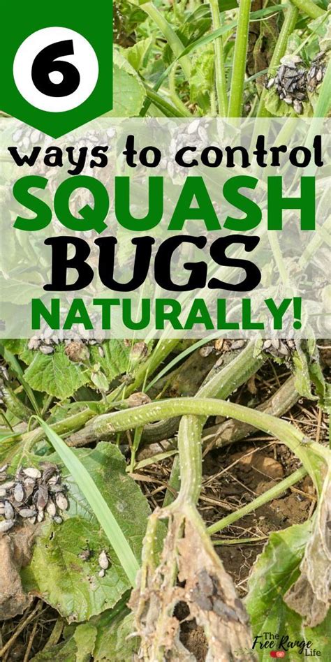 Some Plants With The Words 6 Ways To Control Squash Bugs Naturally On Them