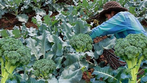 El Cultivo De Brócoli En La Agricultura Ecológica Consejos Y Técnicas