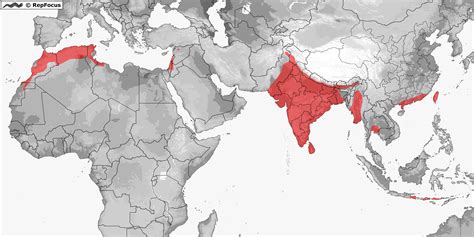 Distribution Of Daboia Repfocus