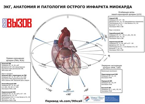 Одноклассники | Анатомия сердца, Медицинский, Кардиология