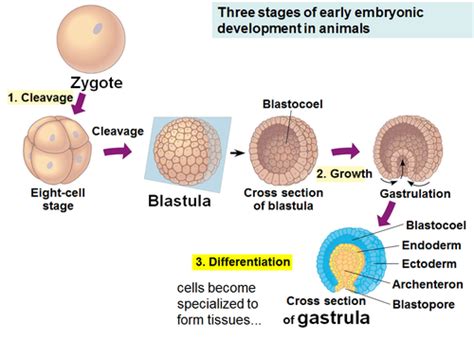 Bio 102 Chapter 32 Flashcards Quizlet