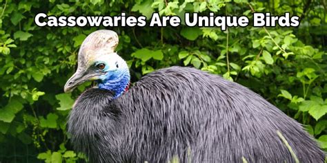 Cassowary Spiritual Meaning Symbolism And Totem Explained