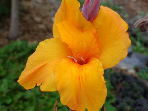 Canna Tropicana