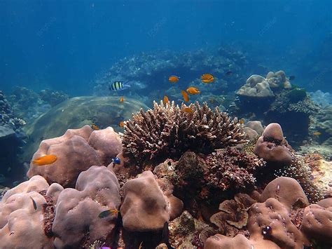 Colorful Marine Life In Coral Reef At Lipe Island Andaman Sea In The