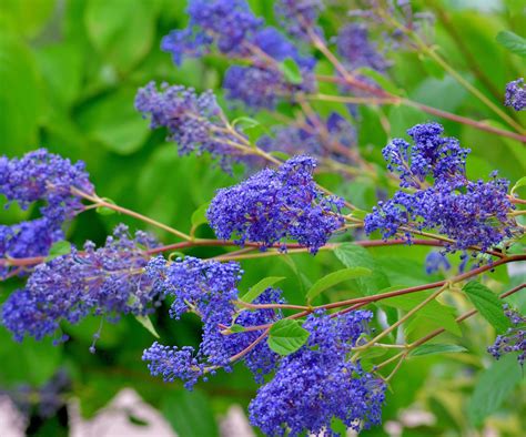 Flowering shrubs for full sun: 5 expert recommendations | Homes & Gardens