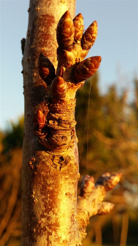 Free Images Tree Nature Wood Sunlight Leaf Flower Trunk Autumn