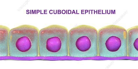 Simple Cuboidal Epithelium Illustration Stock Image F022 4376