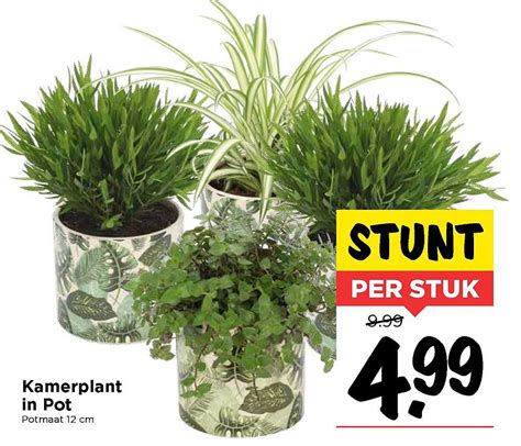 Kamerplant In Pot Aanbieding Bij Vomar Folders Nl