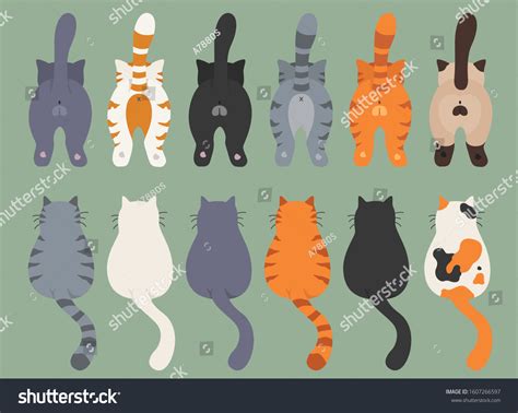 89 Cat Backside Stock Illustrations Images And Vectors Shutterstock