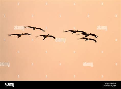 Crane Bird Pattern Hi Res Stock Photography And Images Alamy