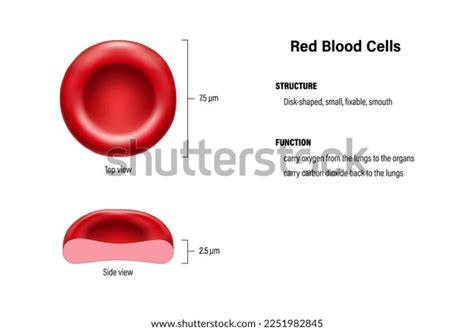 Structure Function Red Blood Cells Vector Stock Vector (Royalty Free ...