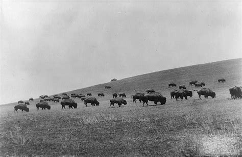 American Bison: Haunting Vintage Photos From The 1800s