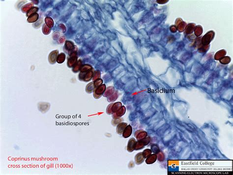 Scanning Electron Microscope Blog Fungi Images For Eastfield College