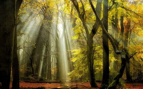 Hintergrundbilder Sonnenlicht B Ume Landschaft Wald Fallen