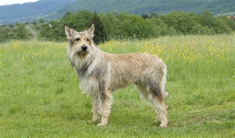 Berger Picard Dog Breed Information Vetstreet Vetstreet