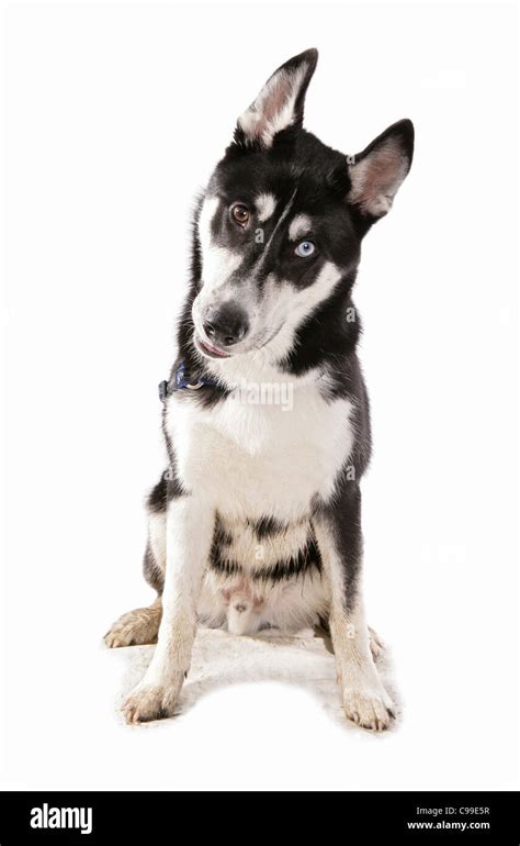 Siberian Husky Sitting Cut Out Stock Photo Alamy