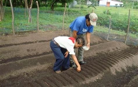 Preparar La Tierra Para Sembrar Hortalizas Como Sembrar Hortalizas