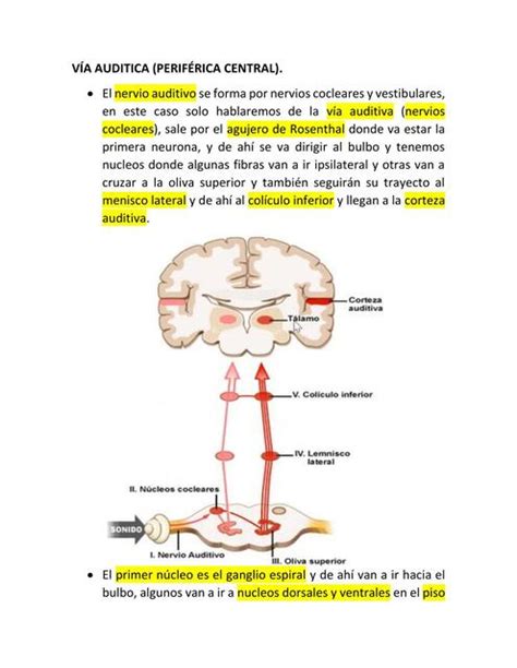 Anatomia De Oido 2 Medical Coffe UDocz