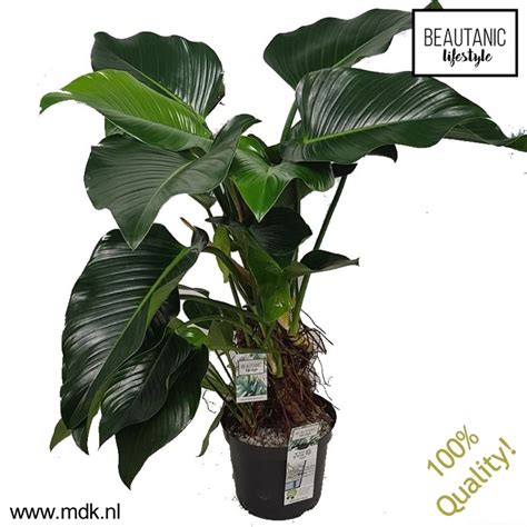 Philodendron Green Beauty — Plant Wholesale Floraccess