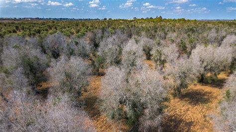 Xylella Mila Gli Ulivi Di Variet Lecciana E Leccio Del Corno Nel