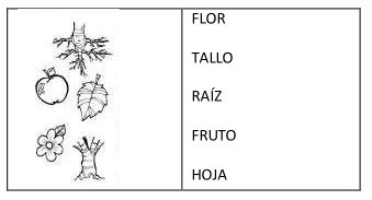 Secuencia Didactica Para Segundo Grado Sobre Las Plantas Infoupdate Org