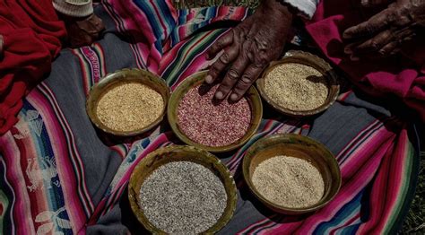 Quinoa La Recuperaci N Del Alimento Sagrado De Los Incas La