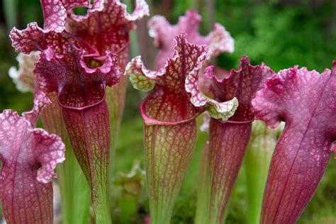 Carnivorous Plants to Grow - BBC Gardeners' World Magazine