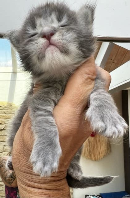 Makatea U Portland Of Maine Chatterie Makatea Maine Coon