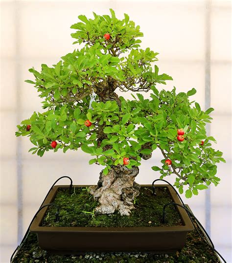 All About Bonsai How To Begin Growing Bonsai Trees Imperial Bonsai