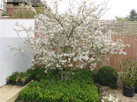 Ирга Ламарка: фото и описание, посадка и уход, отзывы | Giardino