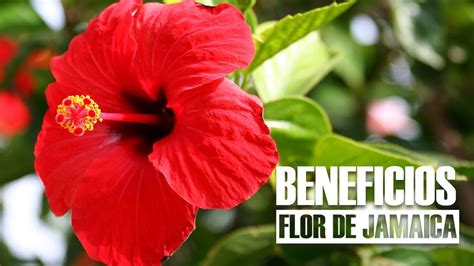 Beneficios De La Flor De Jamaica Que No Creer S Salud Y Cuidado