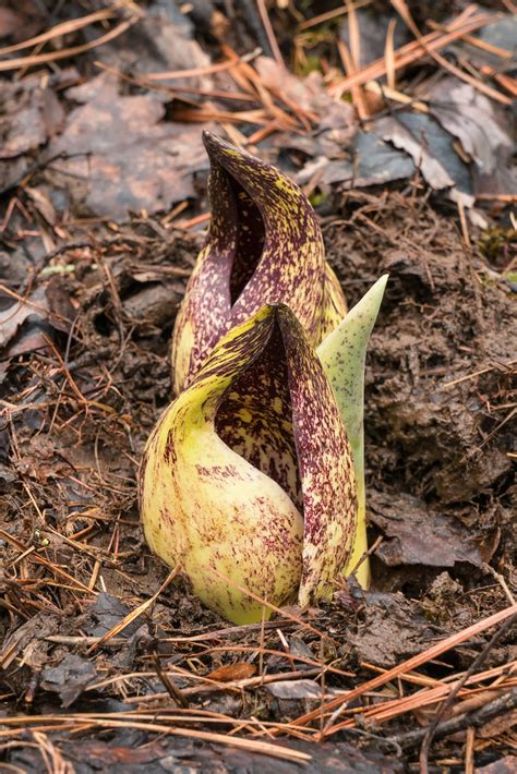 Symplocarpus Foetidus Eastern Skunk Cabbage Long Day Tri Flickr